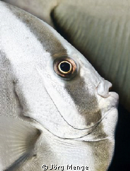 Batfish by Jörg Menge 